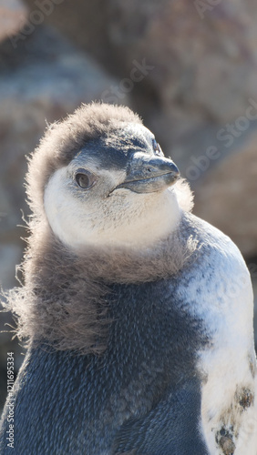 Vertical image of  A Magellanic Penguin Spheniscus magellanicus chick standing in front of rocks basking in the sun and molting. photo