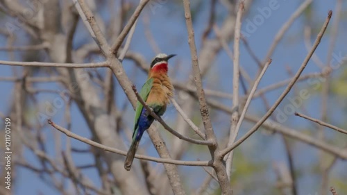 a white-fronted bee-eater preens while perched in a tree at balule nature reserve of kruger national park in south africa photo