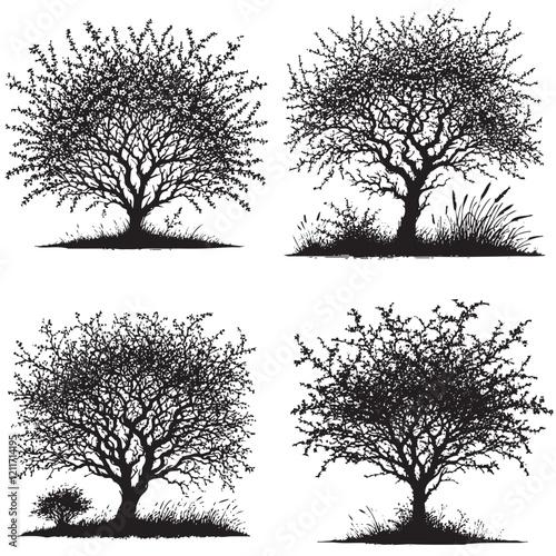 "High-Quality Monochrome Vector Silhouettes of the Blackthorn Tree Isolated on a White Background"