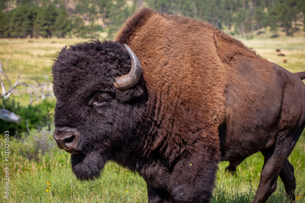 Large American Buffalo in the Field, Custer State Park, South Dakota Large American Buffalo in the Field, Custer State Park, South Dakota