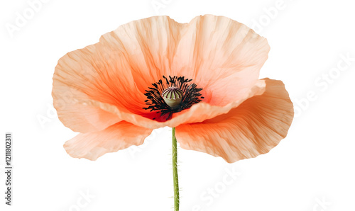 Peach poppy flower bloom close-up, black background, studio shot, floral design