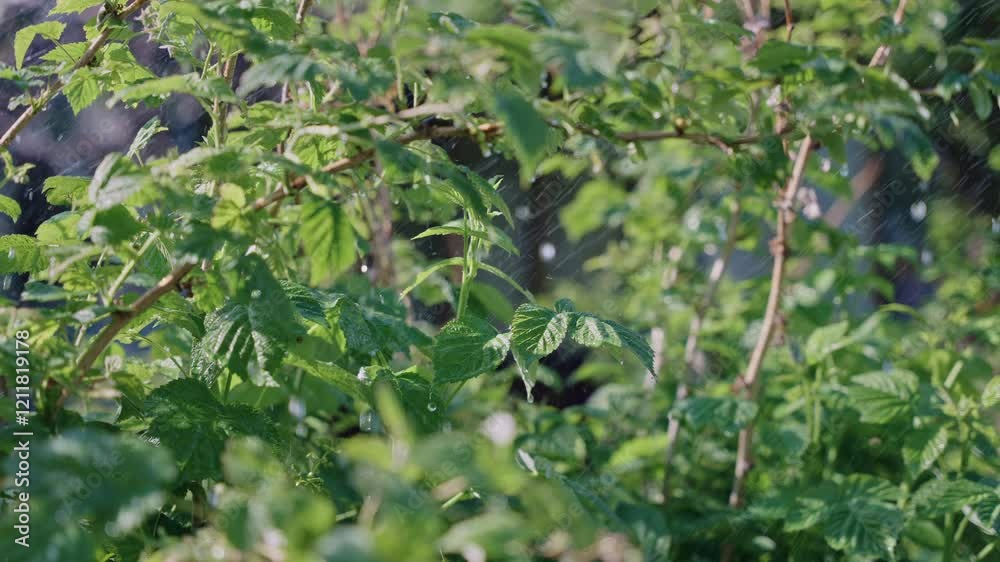 The vibrant green leaves are creating a stunningly beautiful and lush backdrop in the soft, gentle sunlight The vibrant green leaves are creating a stunningly beautiful and lush backdrop in the soft, gentle sunlight