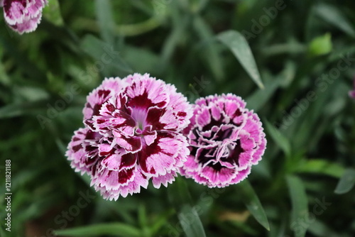 Craveiro - Dianthus caryophyllus, Madnifica flower with striking and strong colors