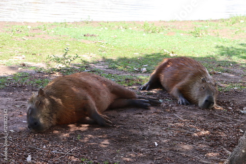 Capybara resting peacefully in the shade of a tree on a sunny and very hot afternoon