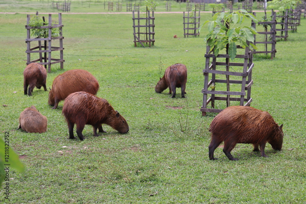 Capybara calmly eating grass on the edge of the park lake Capybara calmly eating grass on the edge of the park lake
