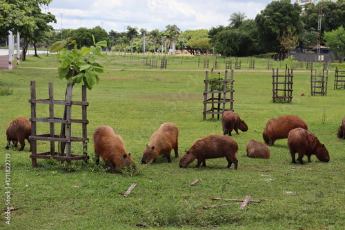 Capybara calmly eating grass on the edge of the park lake