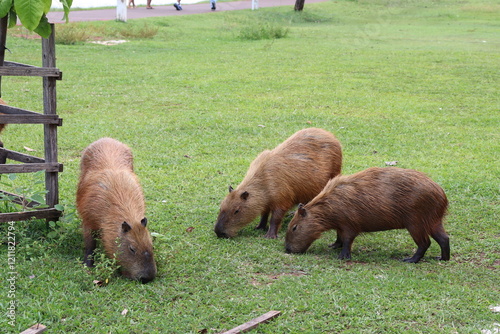 Capybara calmly eating grass on the edge of the park lake