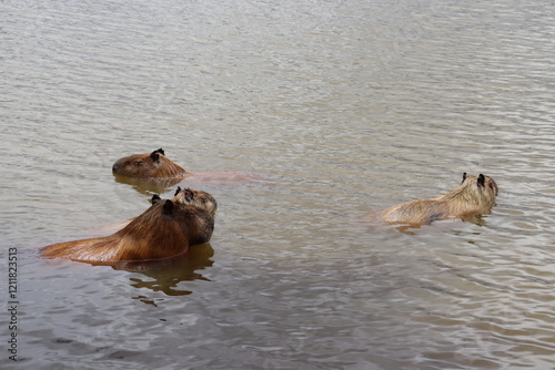 Capybaras cooling off in the lake on a hot, sunny afternoon