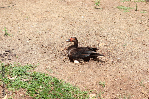 A mother duck caring for her eggs in her nest at the edge of the lake