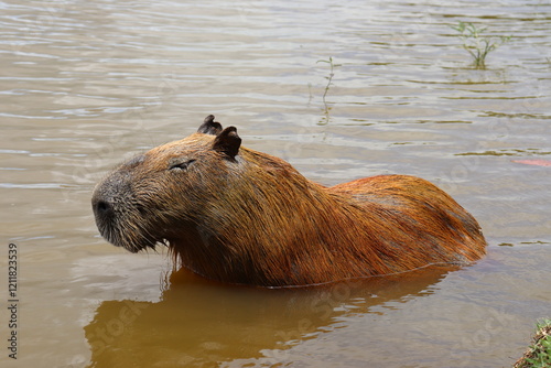 Capybaras cooling off in the lake on a hot, sunny afternoon