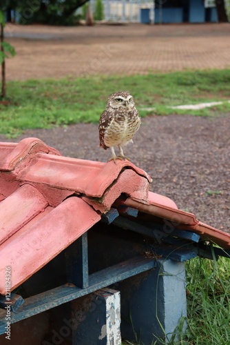 A young Owlet on the roof, Burrowing Owl