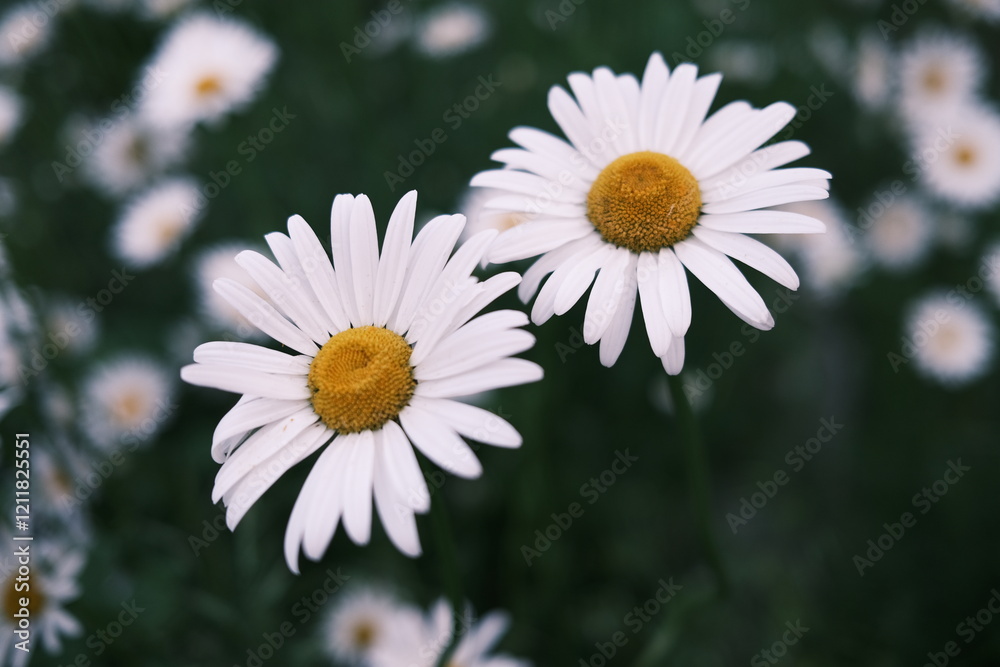 Fototapeta premium daisy in the garden