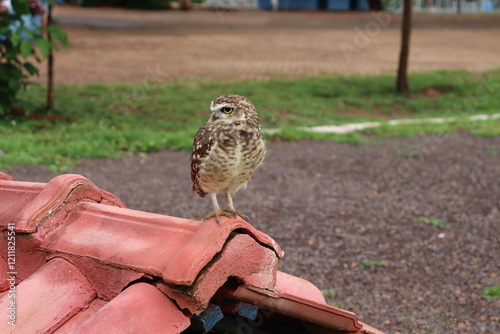 A young Owlet on the roof, Burrowing Owl