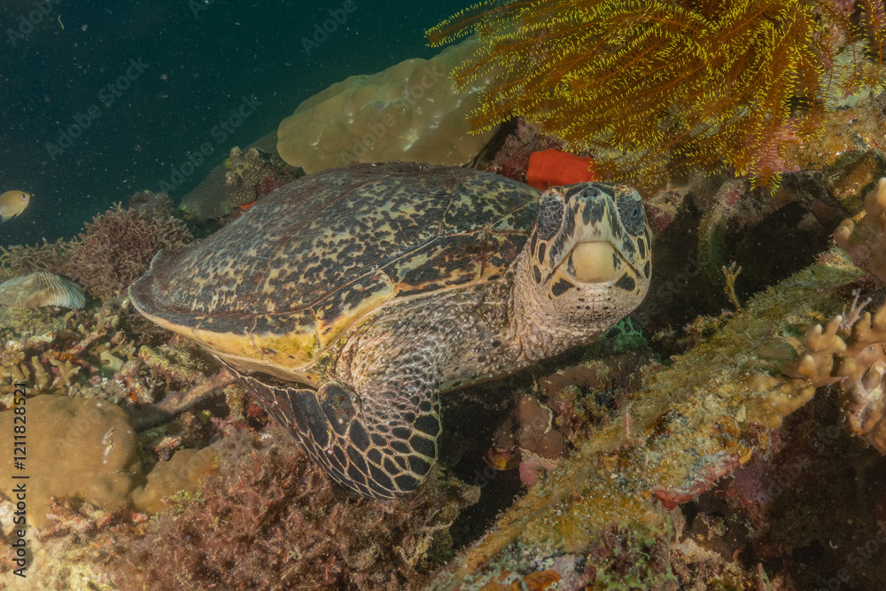 Fototapeta premium Hawksbill sea turtle in the Sea of the Philippines