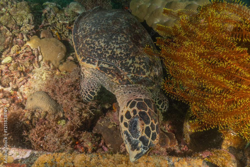 Fototapeta premium Hawksbill sea turtle in the Sea of the Philippines 