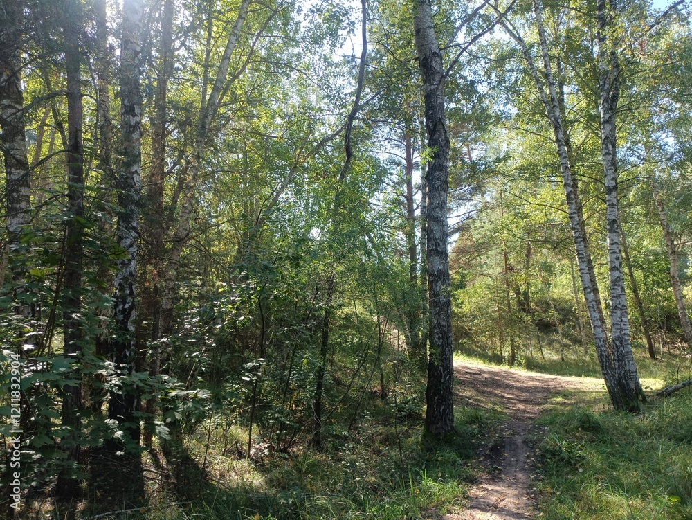 Salduve park during sunny summer day. Pine and birch tree woodland. Small trees and bushes are growing in forest. Sunny day with white and gray clouds in sky. Nature. Salduves parkas. Salduve park during sunny summer day. Pine and birch tree woodland. Small trees and bushes are growing in forest. Sunny day with white and gray clouds in sky. Nature. Salduves parkas.