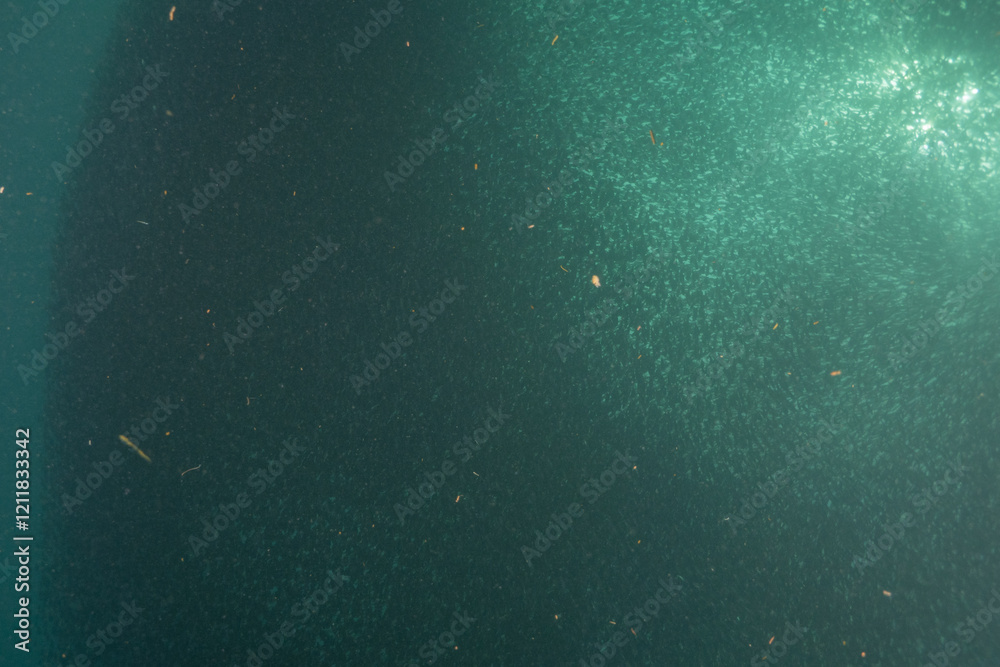 Fototapeta premium Fish swim in the Sea of the Philippines 