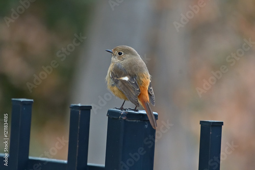 羽毛を膨らませてボールのように丸くなった雌のジョウビタキ photo