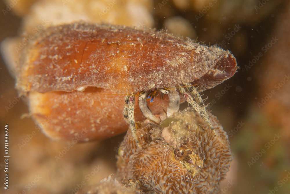 Obraz premium Conus Textile On the seabed in the Red Sea, Eilat Israel 