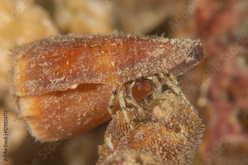 Conus Textile On the seabed in the Red Sea, Eilat Israel
 photo