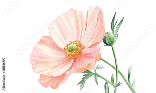Pink poppy blossom, bud, stem, garden,  soft focus, floral design, illustration, website