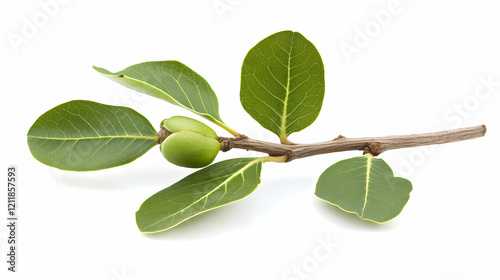Fresh green jojoba plant branch with leaves and fruit, isolated on white background; perfect for health, beauty, and cosmetic product packaging