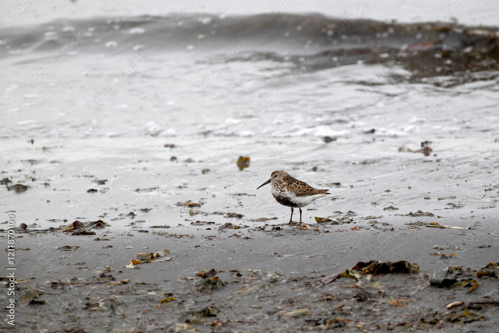 Dunlin (Calidris alpina schinzii) at the northern coast of the peninsula Melrakkasletta/ Iceland, seen on a cold, rainy and windy summer day
Dunlin (Calidris alpina schinzii) at the northern coast of the peninsula Melrakkasletta/ Iceland, seen on a cold, rainy and windy summer day