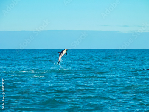 Wild dusky dolphin leaps from blue Pacific ocean off coast of Kaikoura, Canterbury, New Zealand. Acrobatic displays of these amazing marine mammals. Experience thrill of dolphin wildlife watching
