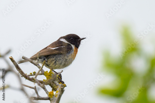 A common stonechat sitting on a small twig