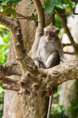 Wild Macaca fascicularis, crab-eating macaque, long-tailed macaque on the road in Bali, Indonesia. Close up. Cute Monkey. Animal in wild nature
