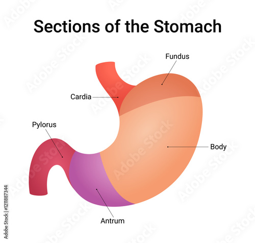Sections of the Stomach Diagram