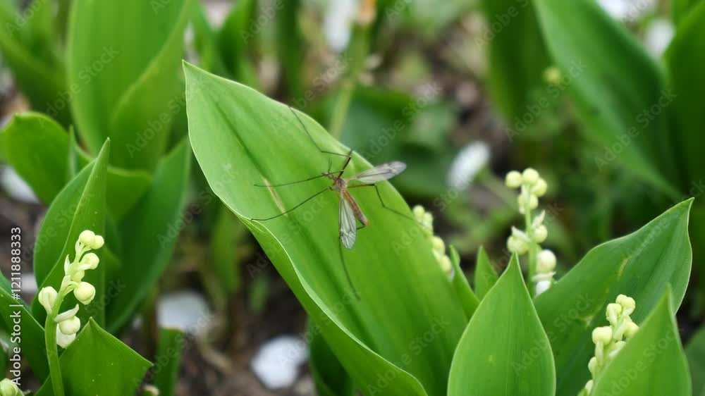 Insect is sitting on a leaf of a plant. The plant is green and has white flowers, it is lily of the valley Insect is sitting on a leaf of a plant. The plant is green and has white flowers, it is lily of the valley