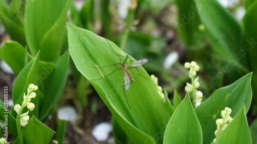 Insect is sitting on a leaf of a plant. The plant is green and has white flowers, it is lily of the valley
