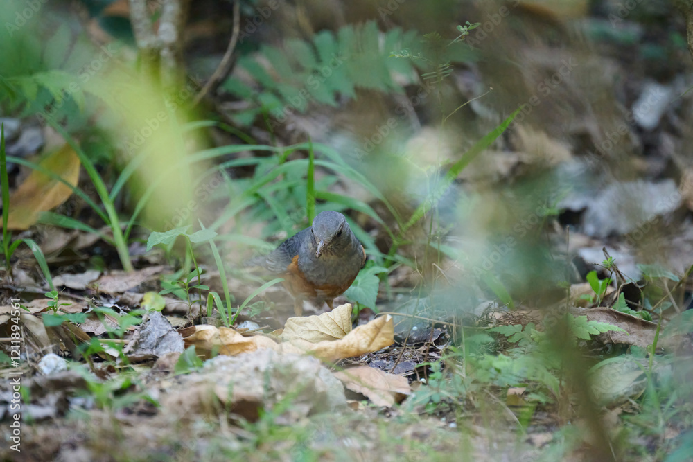 grey-backed thrush (Turdus hortulorum) in Lai Chi Kok Park, Hong Kong at sunny day grey-backed thrush (Turdus hortulorum) in Lai Chi Kok Park, Hong Kong at sunny day