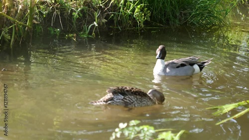 A duck is swimming in a pond with another duck nearby. The water is green and murky