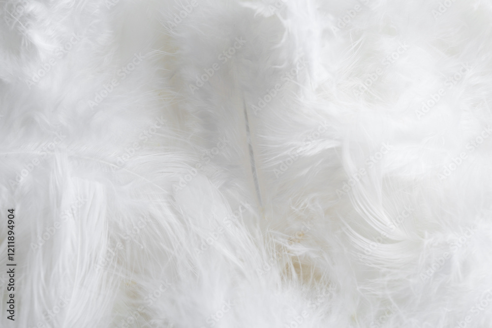 Fototapeta premium Many beautiful feathers as background, closeup view