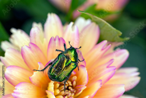 Cetonia aurata golden beetle on orange dahlia flowers. Beauty of nature.