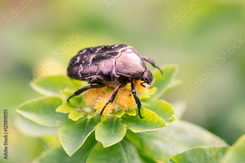 Cetonia aurata golden beetle on milkweed flowers. Beauty of nature. photo