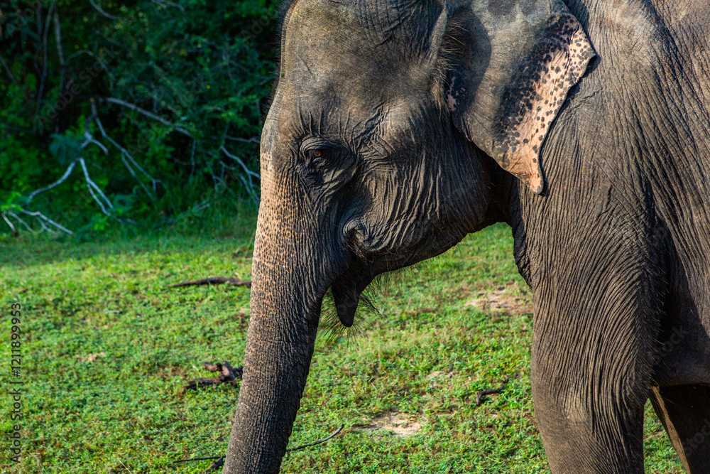 Fototapeta premium Landscape with wild nature and elephants from Yala National Park in Sri Lanka. Travel to Asia