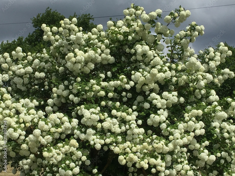 Viburnum en fleur avec ciel chargé, sur le chemin de compostelle