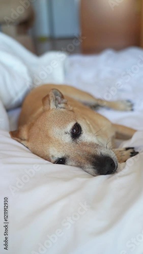 Dog lying down on bed relaxing in slow motion