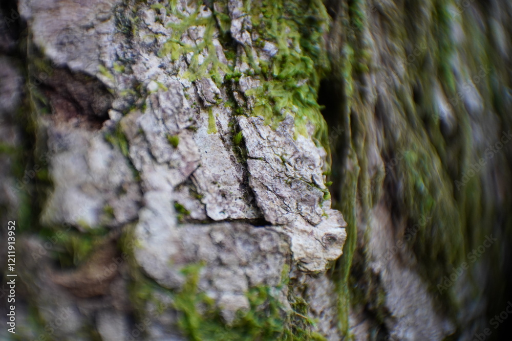 A macro shot of textured tree bark with green moss, highlighting natural patterns and organic details. A macro shot of textured tree bark with green moss, highlighting natural patterns and organic details.
