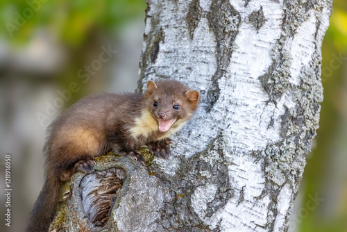Smiling young marten is posing on a birch trunk. Horizontally. 