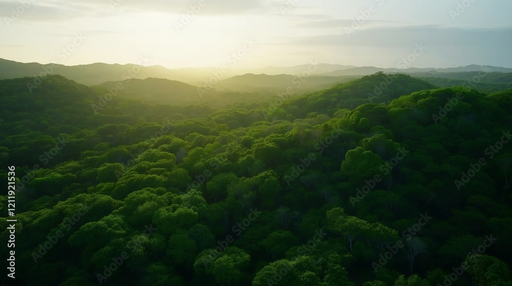 Obraz premium Aerial drone view of tropical rainforest canopy teeming with vibrant green trees