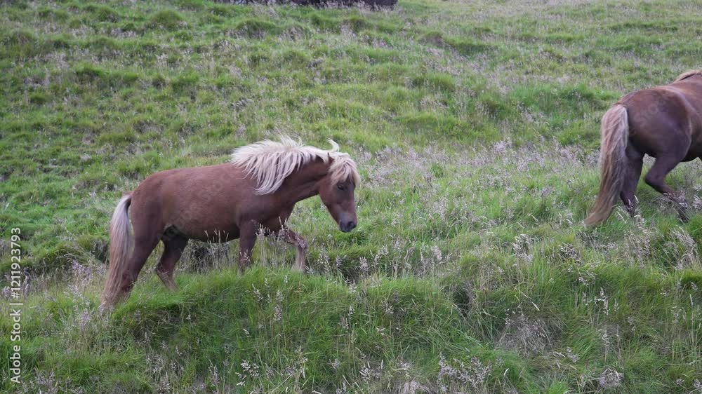 On a meadow in Iceland, a mother Icelandic horse and her foal graze together. Both have chestnut coats and flowing manes, capturing the peaceful bond between them in a serene natural setting. On a meadow in Iceland, a mother Icelandic horse and her foal graze together. Both have chestnut coats and flowing manes, capturing the peaceful bond between them in a serene natural setting.