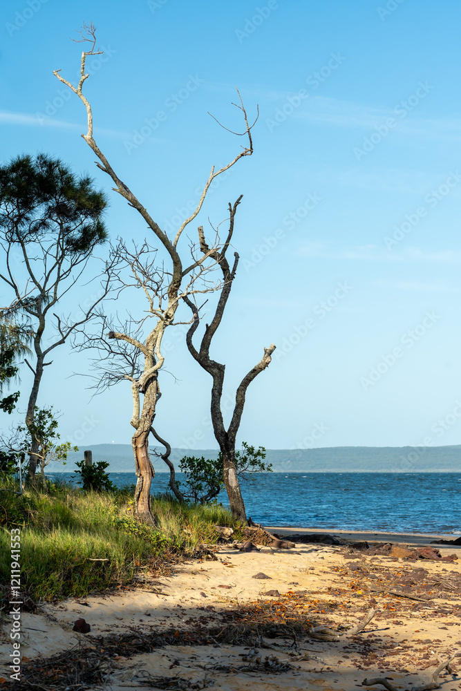 Beach scene: where the Emerald Fringe meets the sand. Coochiemudlo Island, Queensland, Australia Beach scene: where the Emerald Fringe meets the sand. Coochiemudlo Island, Queensland, Australia