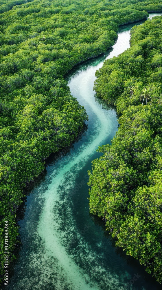 Aerial view winding river through lush mangrove forest Aerial view winding river through lush mangrove forest
