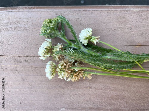 Small bouquet of white clover on a wooden surface. Flatley. photo