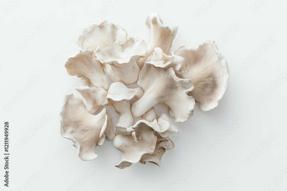 Oyster mushroom cluster with cascading caps on white background, vegetarian and vegan ingredient for recipes, representing ecology and nutrition in gastronomy Oyster mushroom cluster with cascading caps on white background, vegetarian and vegan ingredient for recipes, representing ecology and nutrition in gastronomy