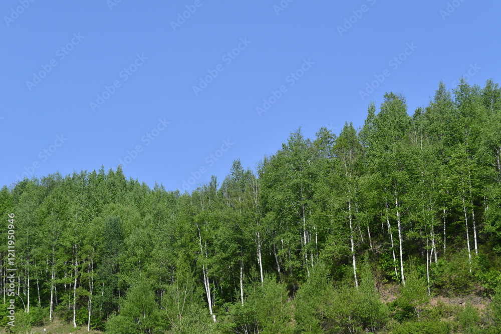 Scenery of a birch forest in Wondae-ri, Inje-gun, Korea, summer Scenery of a birch forest in Wondae-ri, Inje-gun, Korea, summer